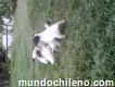 Perritos foxterrierr chileno