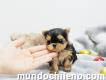 Cachorros yorkshire terrier mini toy