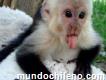 Navida mono capuchinos en venta