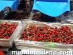 Berries fruits Chile Spa