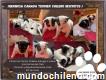 Se Venden Preciosos Cachorros Inscritos Terrier Chileno