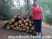 Vendo 20 hectáreas de pino insigne de pie en Lolol